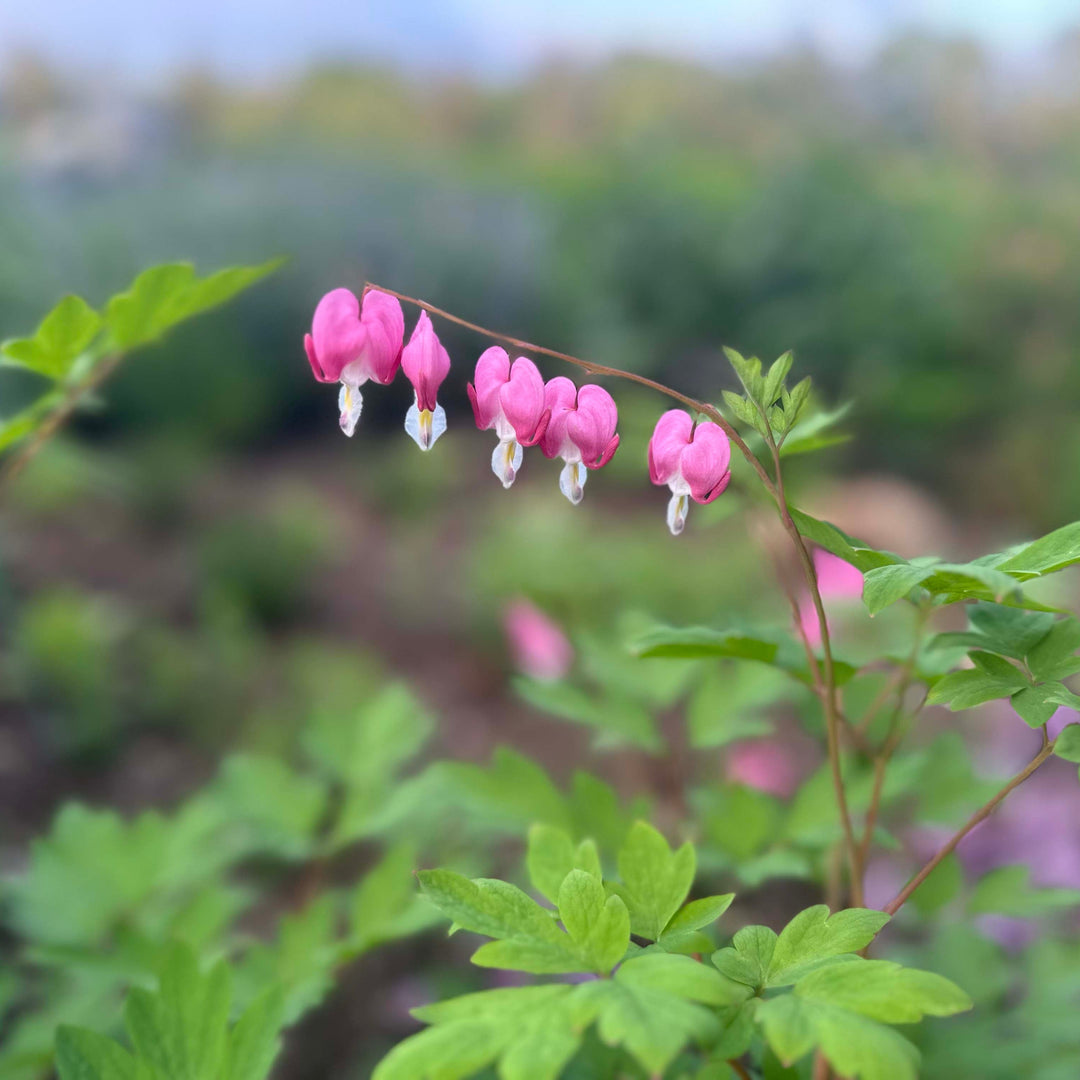 Old Fashioned Bleeding Heart