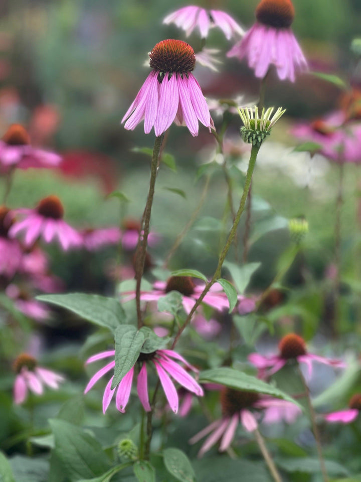 Purple Coneflower