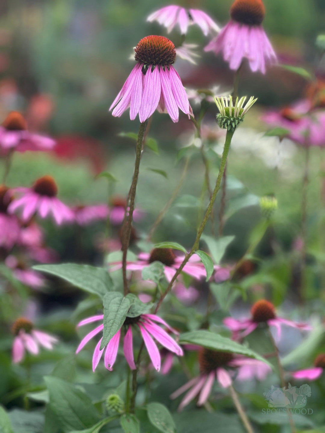 echinacea-purpurea