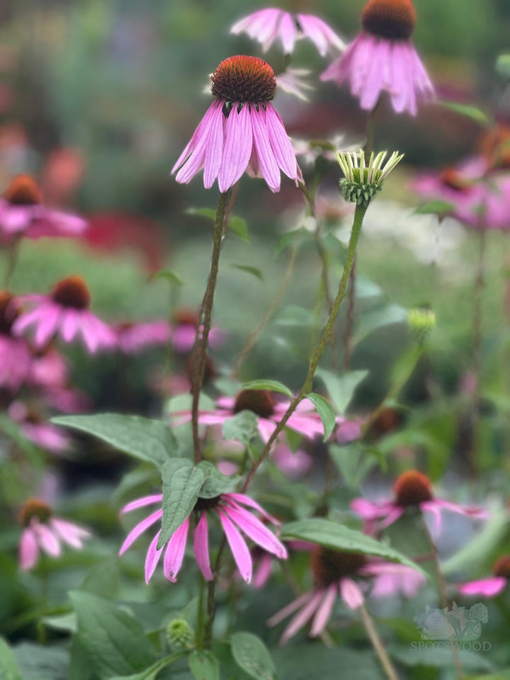 echinacea-purpurea