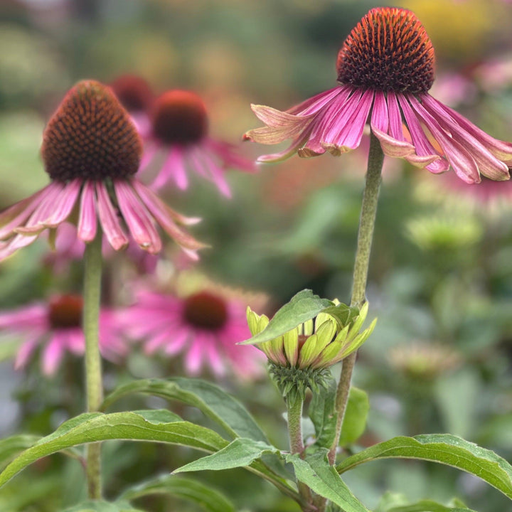 Purple Coneflower