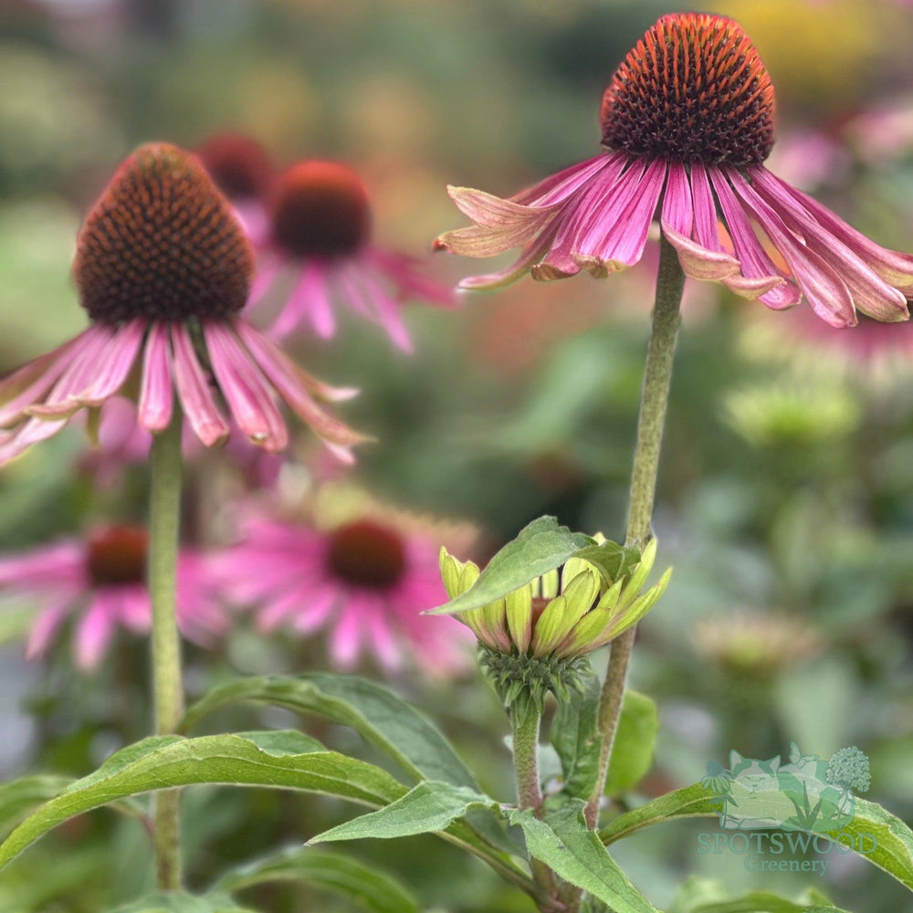 echinacea-purpurea