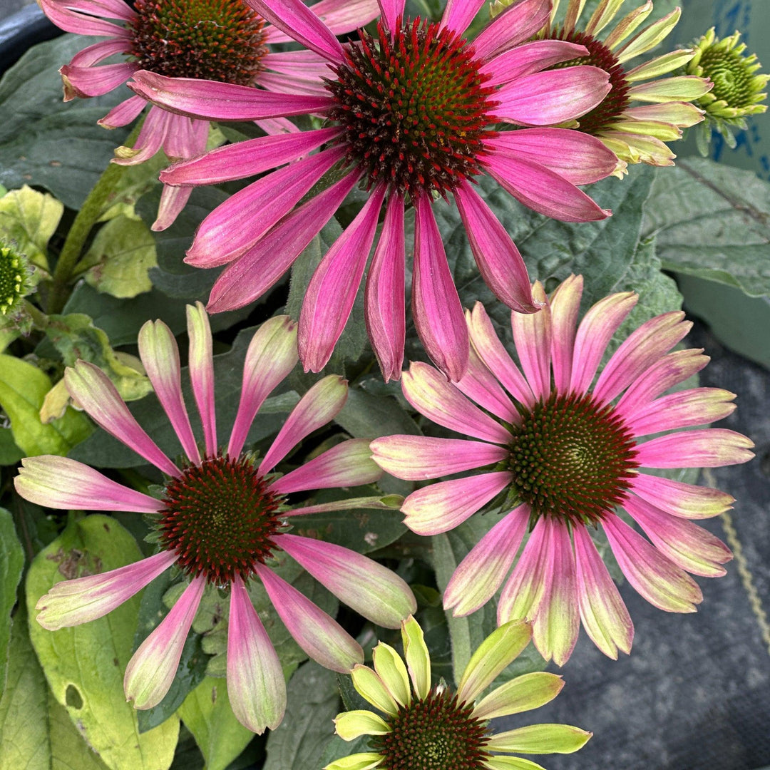 Green Twister Coneflower