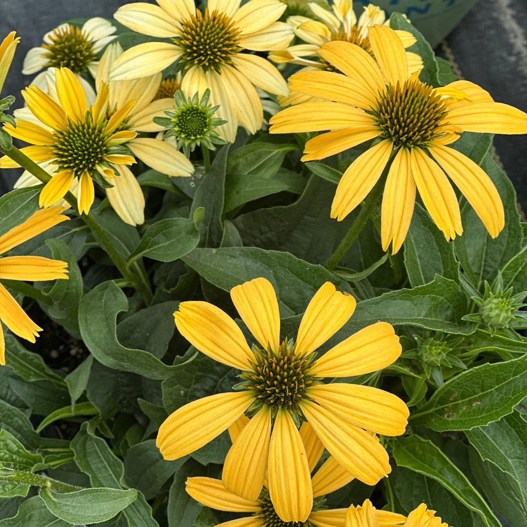 Mellow Yellows Coneflower