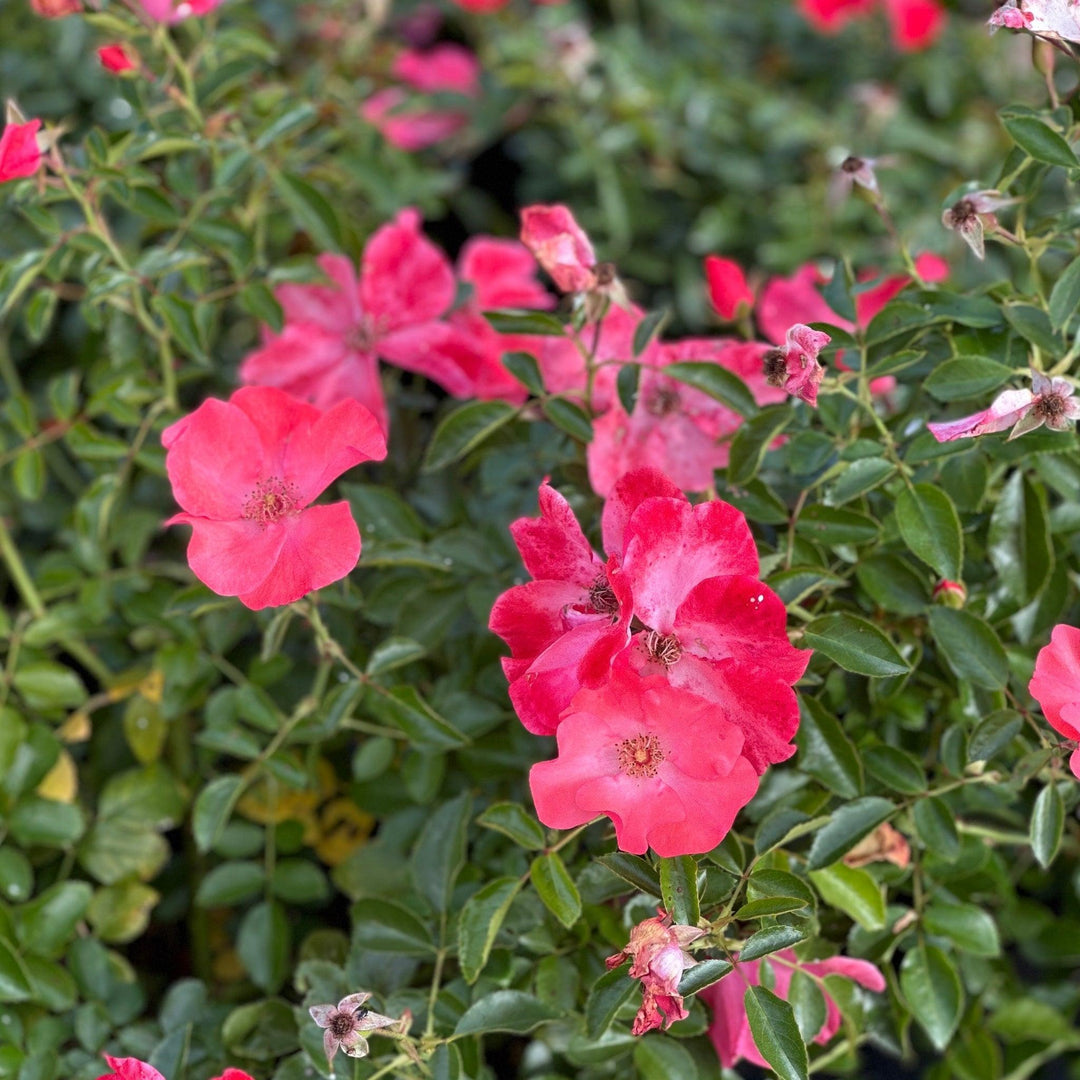 Flower Carpet® Pink Rose