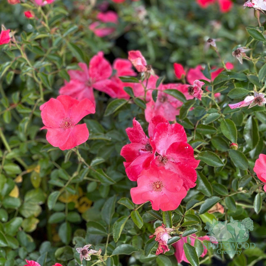 rosa-pink-flower-carpet-rose