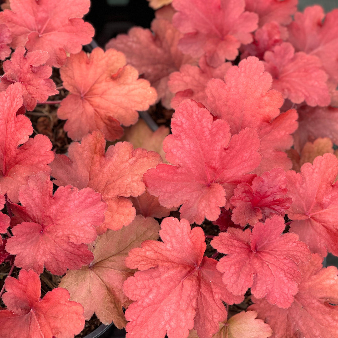 Fire Alarm Coral Bells
