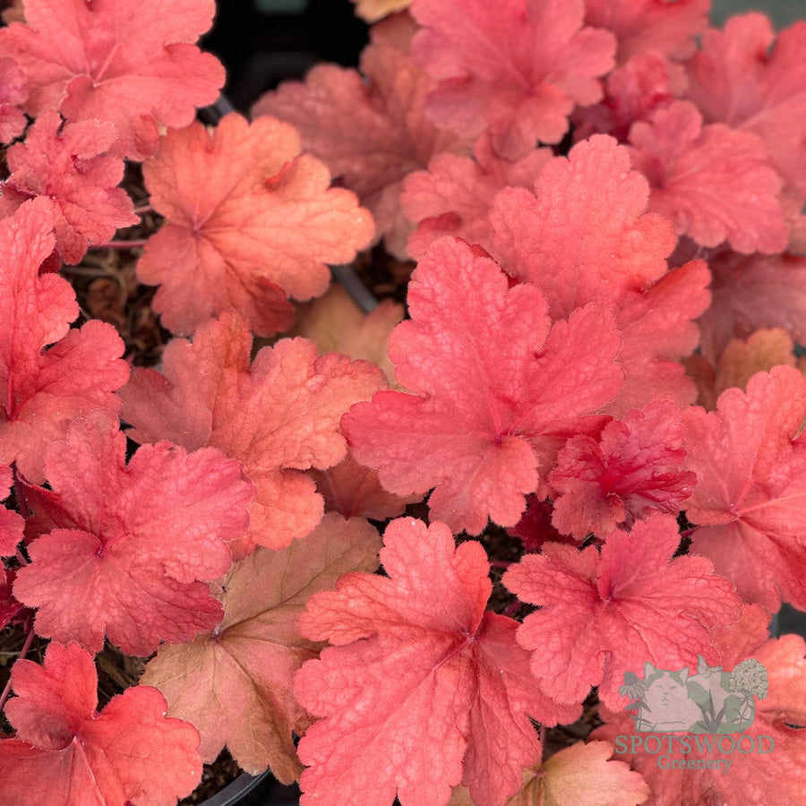 heuchera-fire-alarm