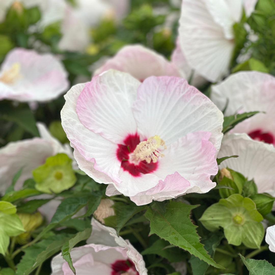 Ballet Slippers Rose Mallow