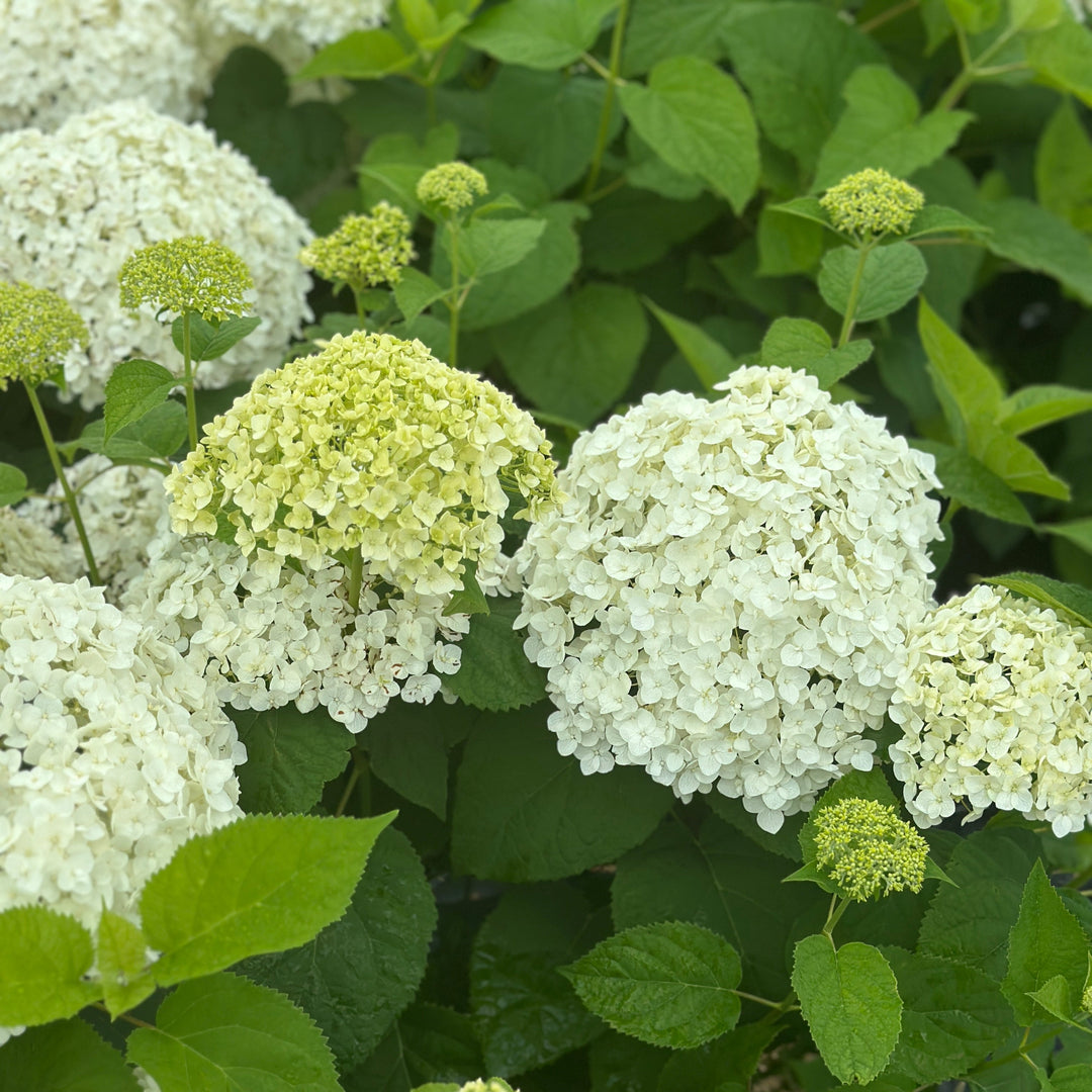 Annabelle Smooth Hydrangea