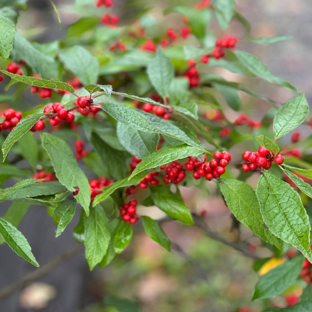 Winter Red Winterberry