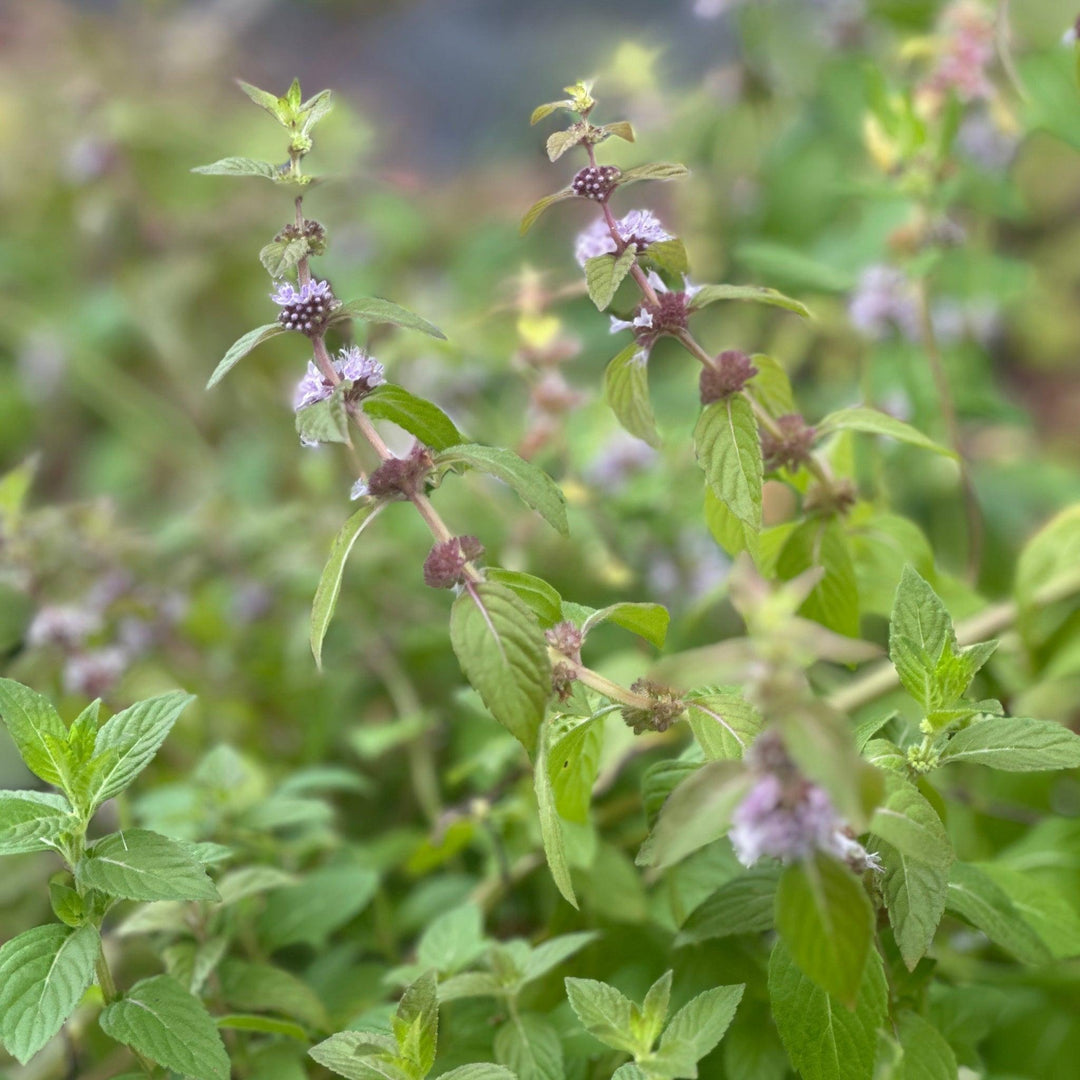 Wild Mint