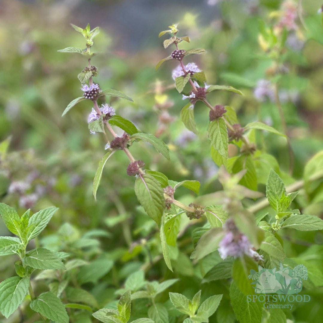 mentha-arvensis