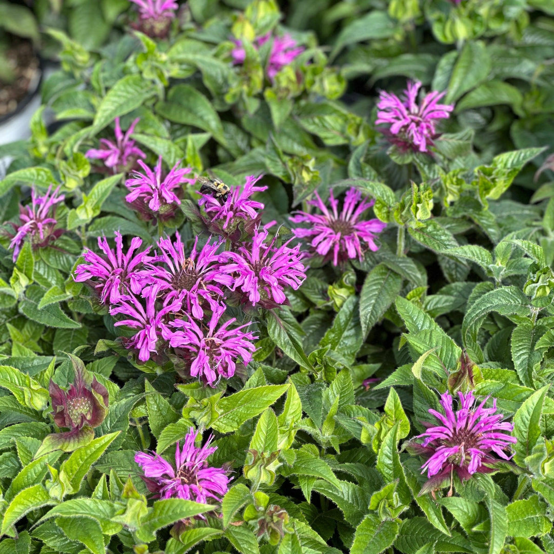 Pardon My Lavender Bee Balm