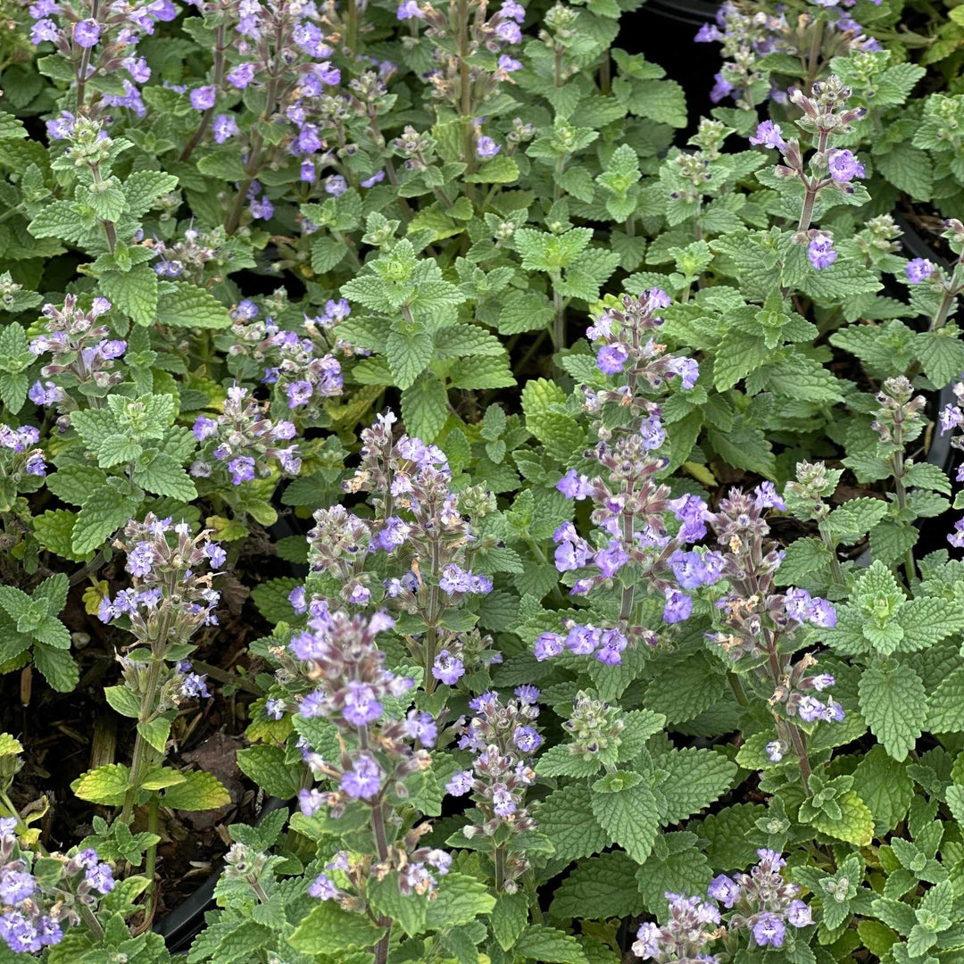 Purrsian Blue Catmint