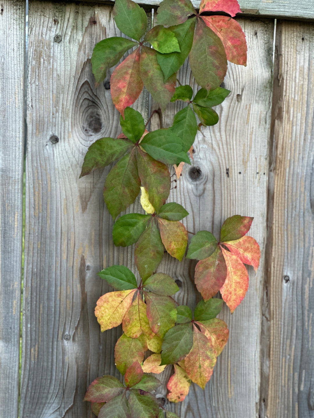 Virginia Creeper
