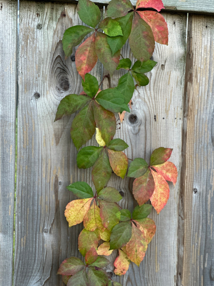 Virginia Creeper