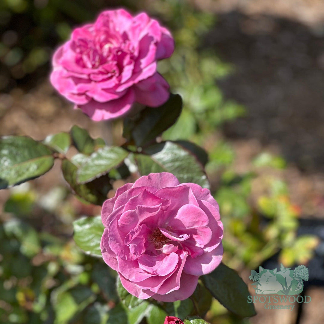 rosa-plum-perfect-sunbelt