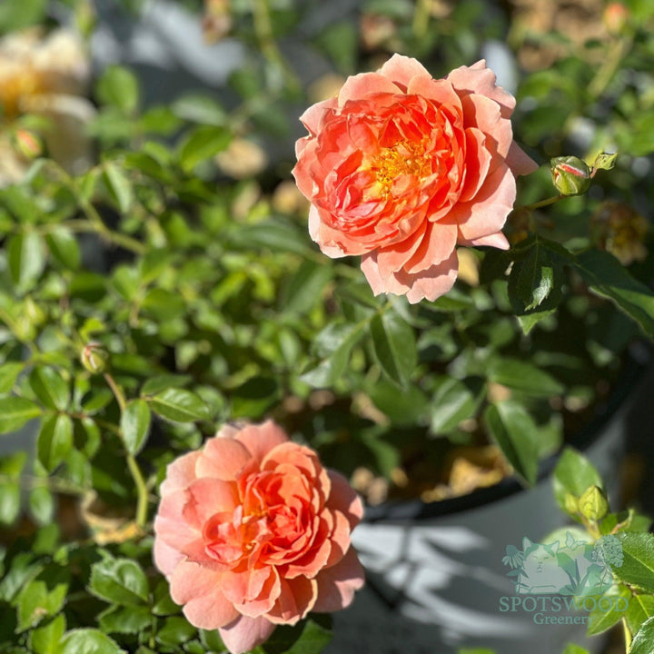 rosa-at-last