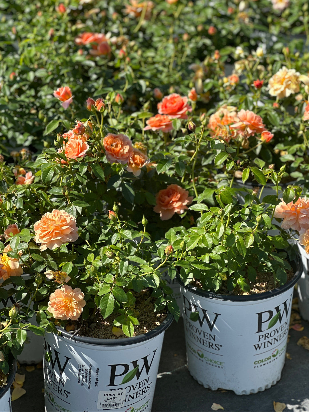 At Last® Rose