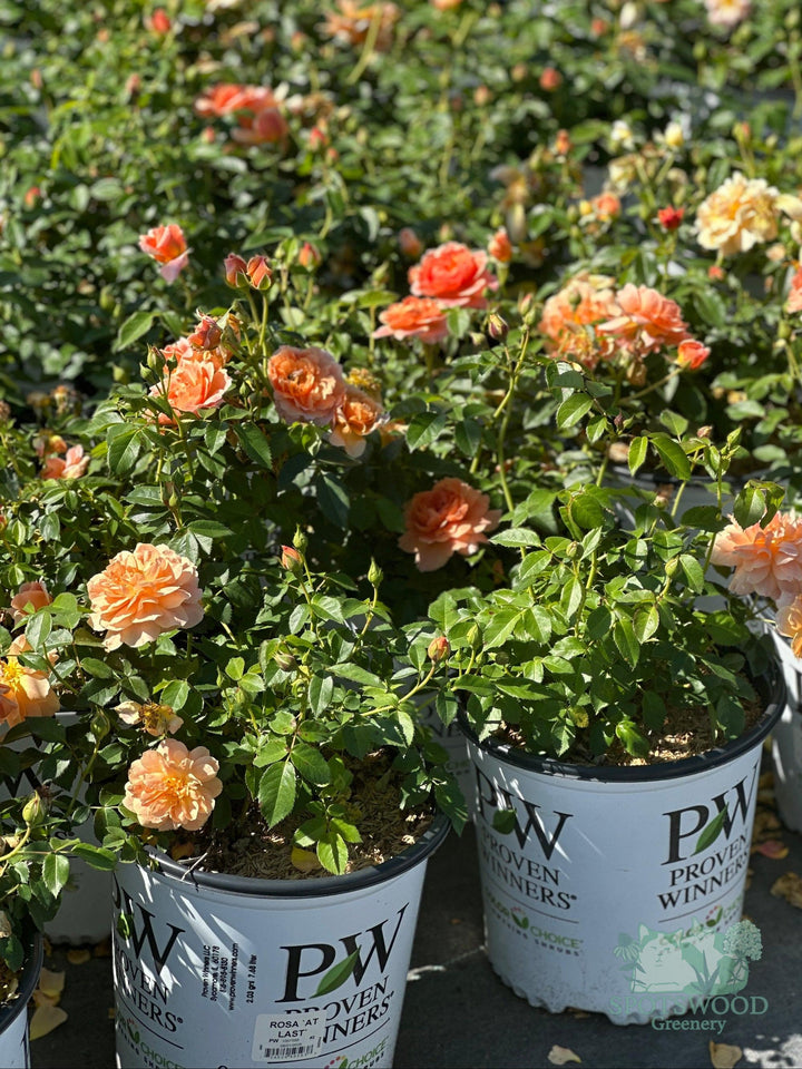 rosa-at-last