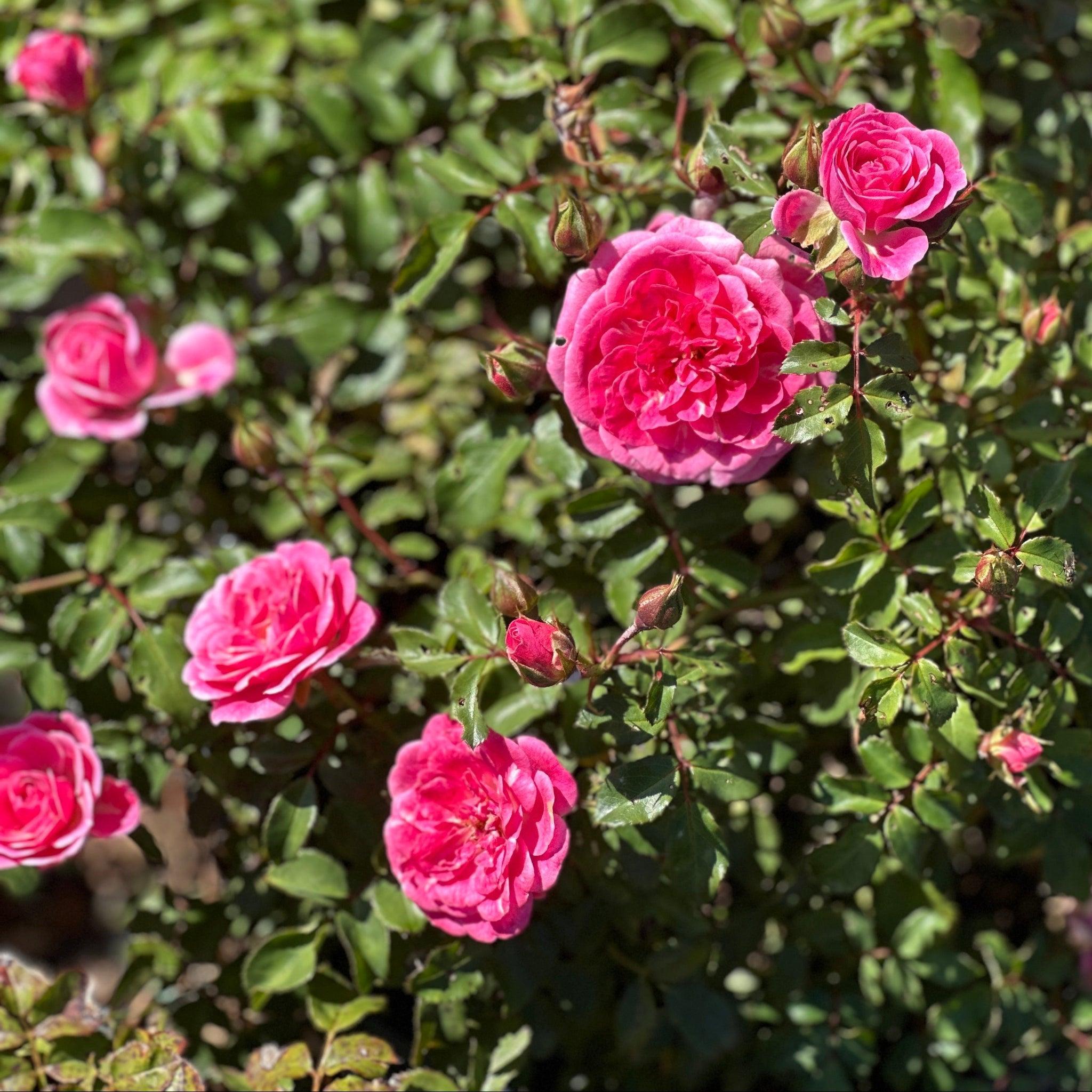 Sweet Drift® Rose – Spotswood Greenery