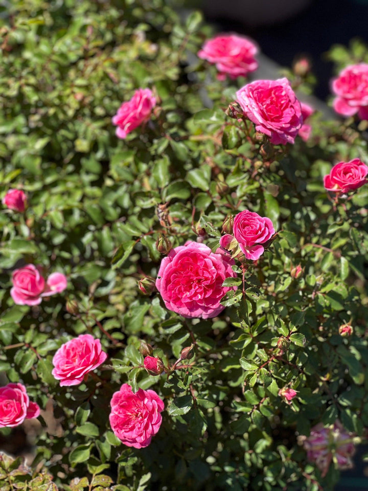 Sweet Drift® Rose