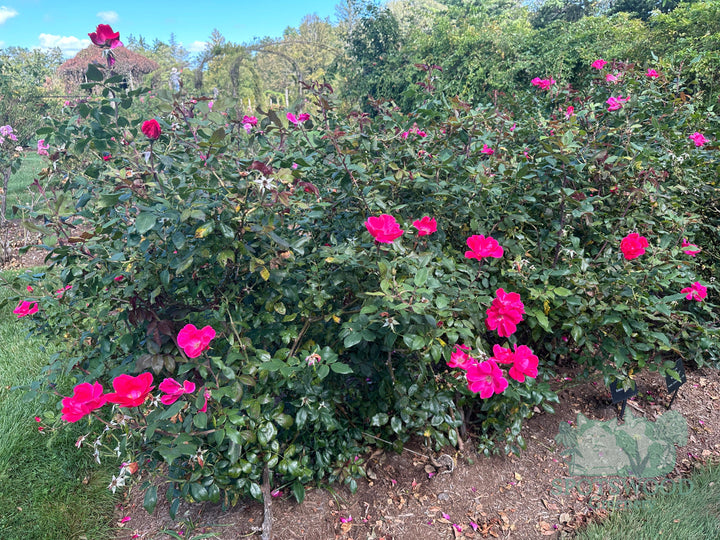 rosa-knock-out-knock-out