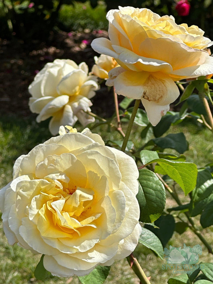 rosa-moonlight-romantica