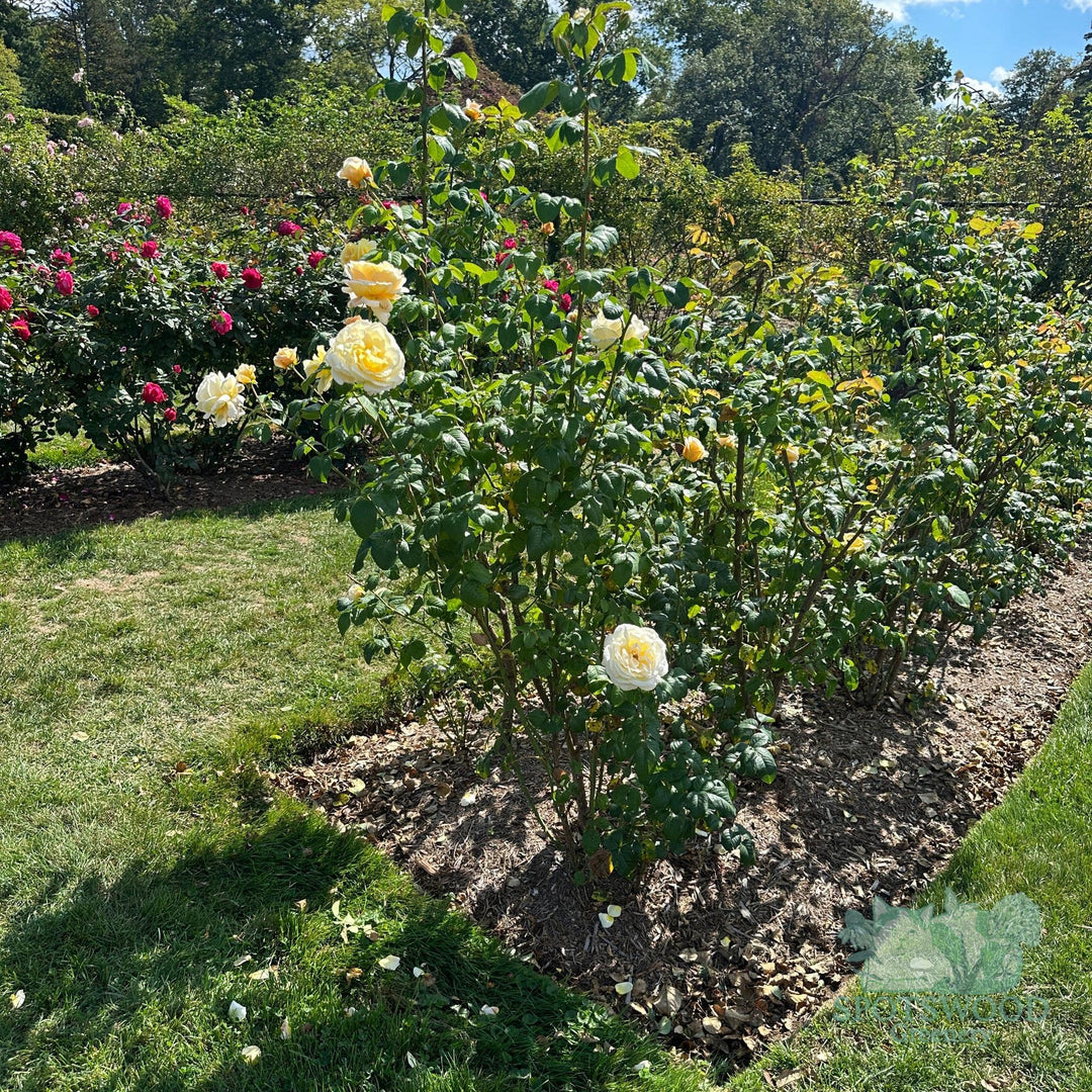 rosa-moonlight-romantica