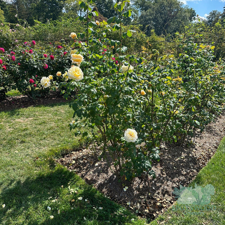 rosa-moonlight-romantica