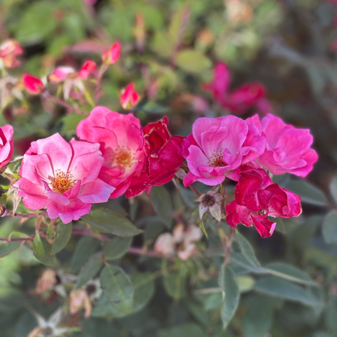 Pink Knock Out® Rose