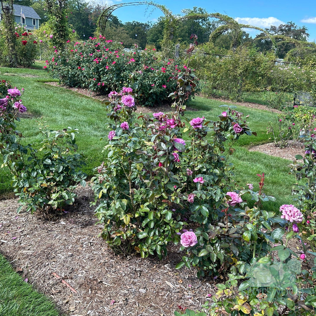 rosa-plum-perfect-sunbelt