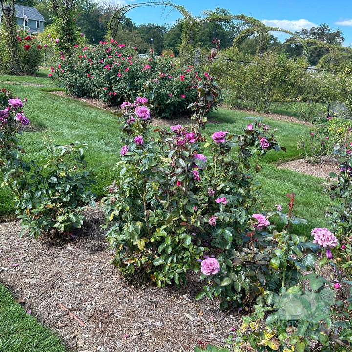 rosa-plum-perfect-sunbelt