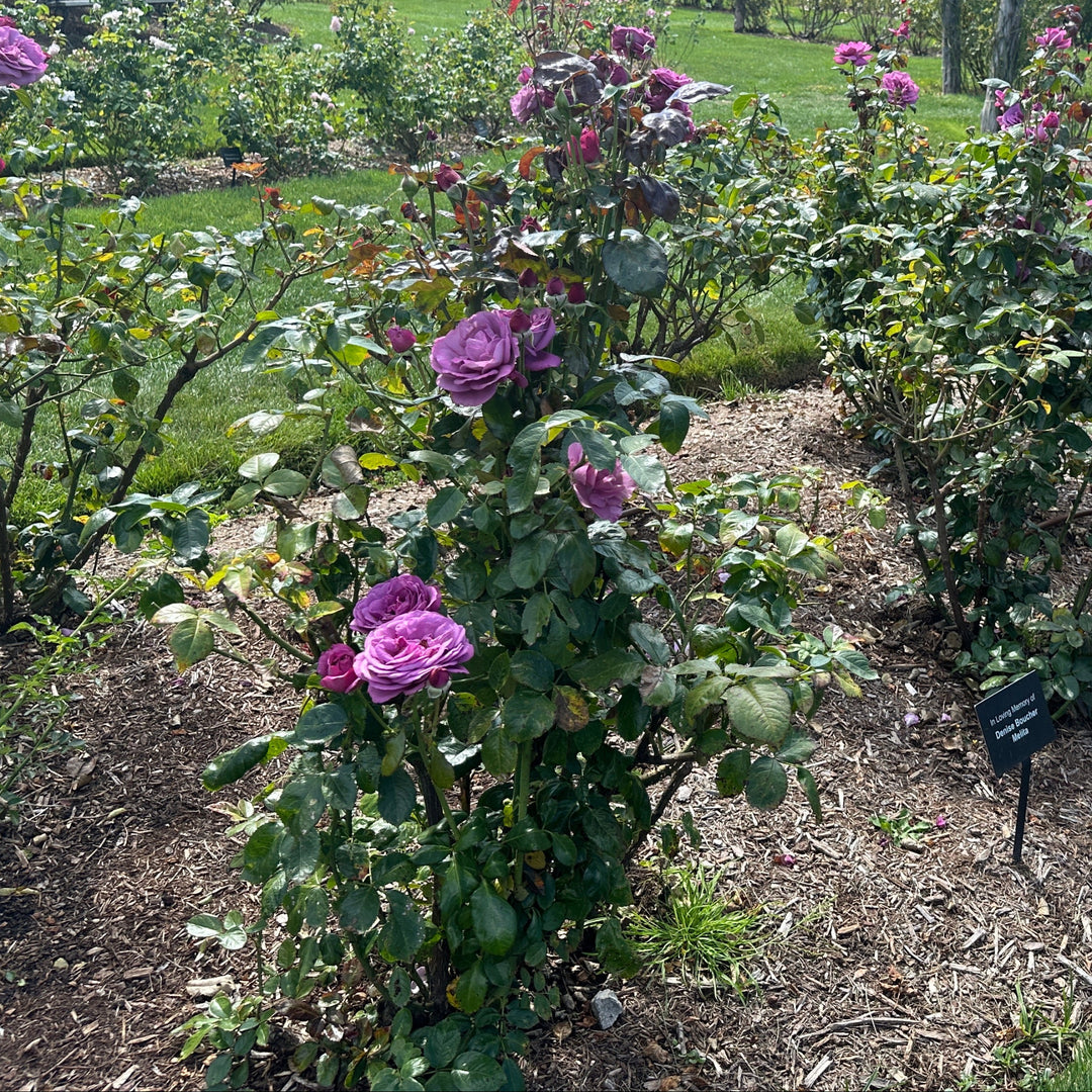 Sunbelt® Plum Perfect Rose