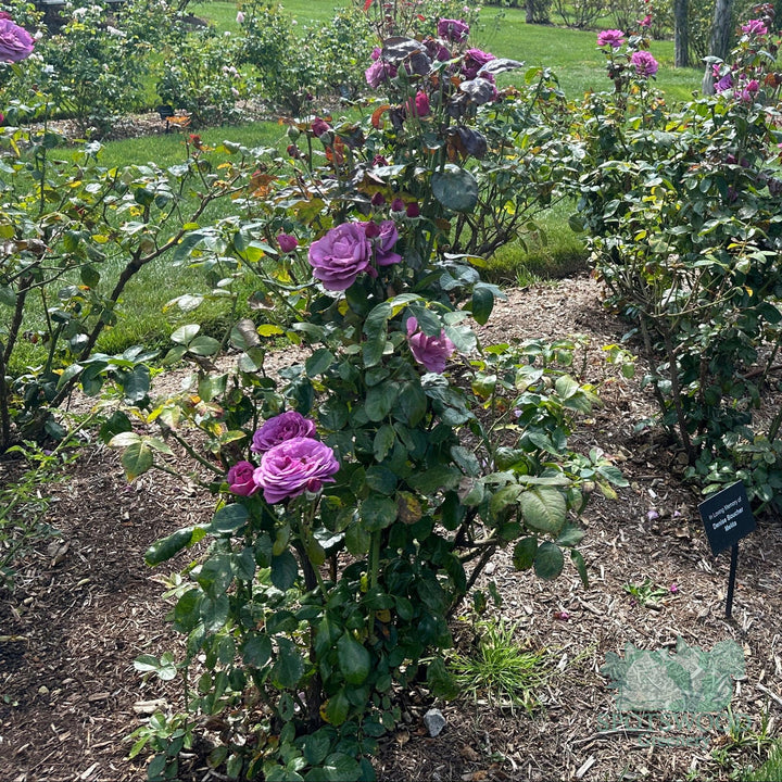 rosa-plum-perfect-sunbelt