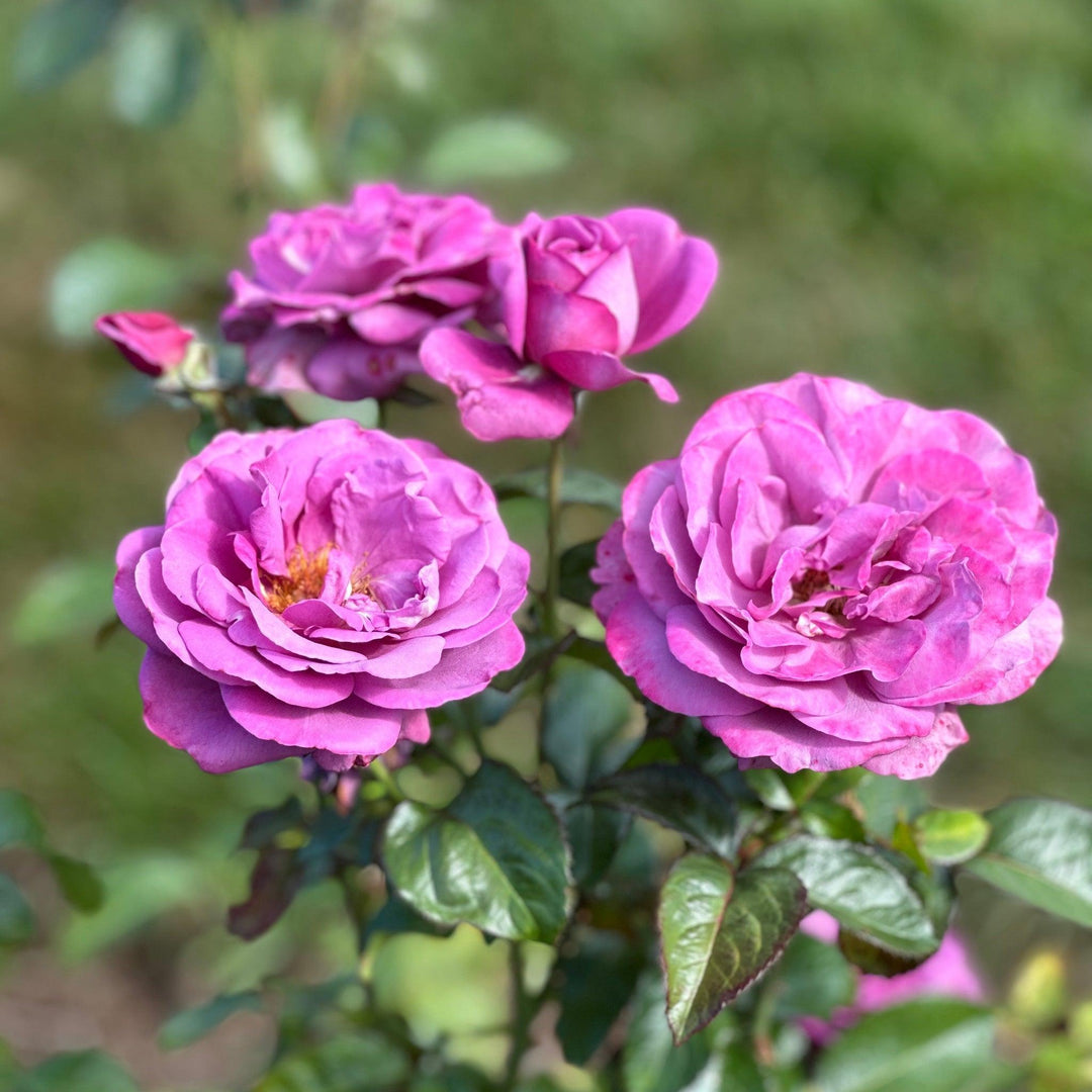 Sunbelt® Plum Perfect Rose