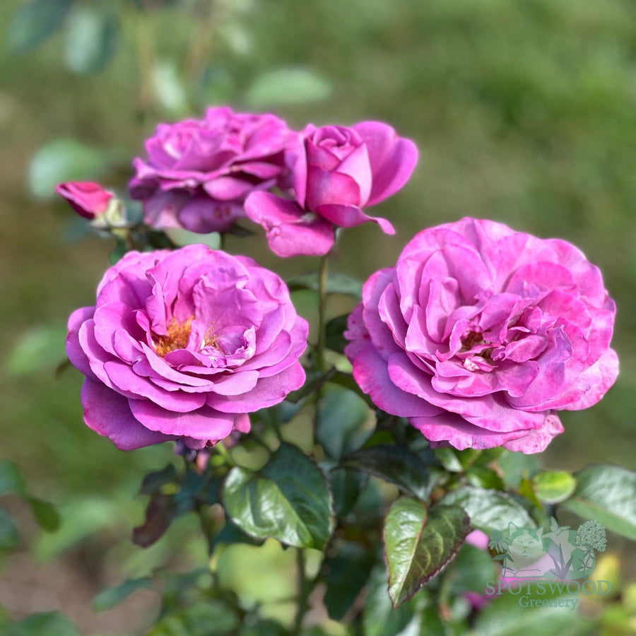 rosa-plum-perfect-sunbelt