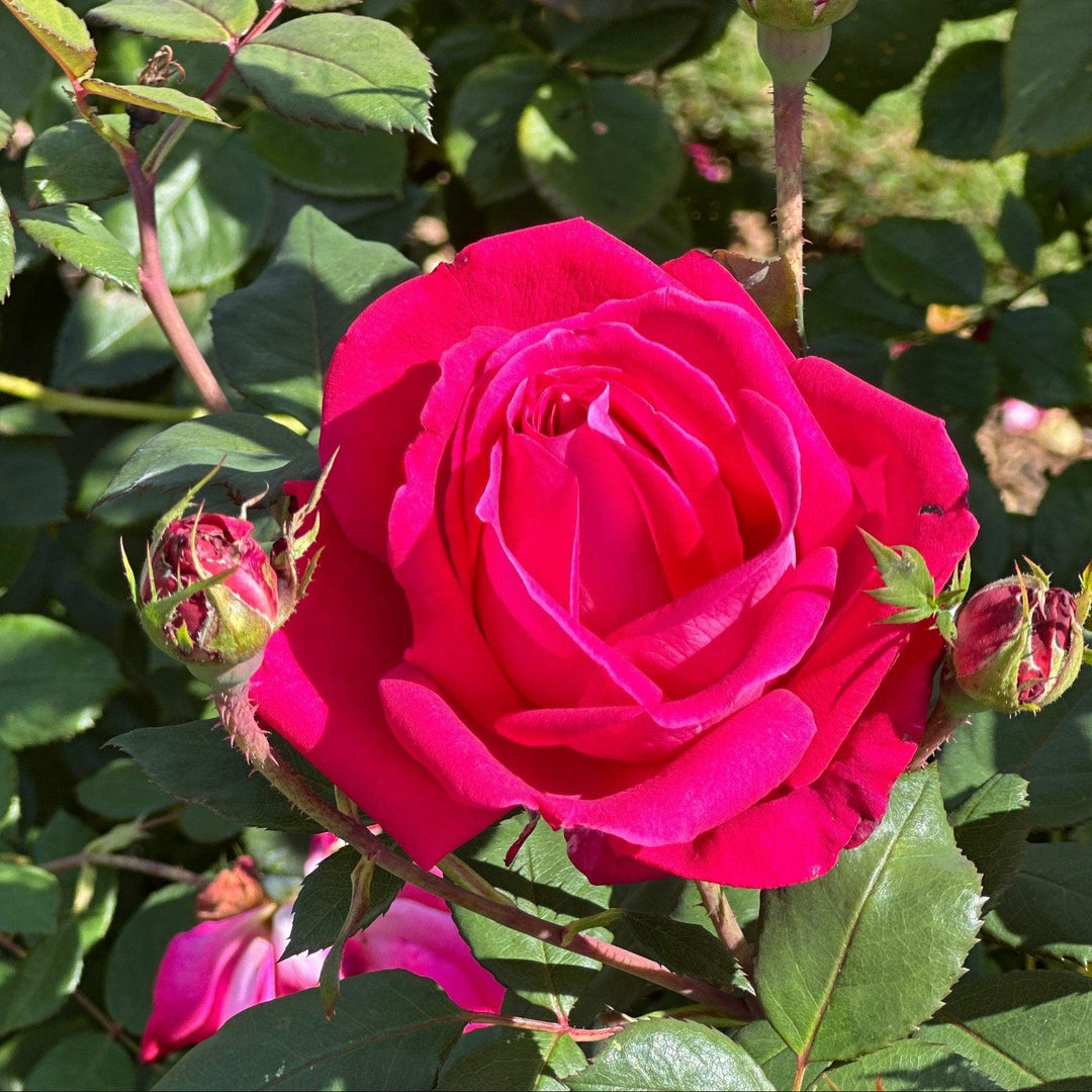 Sweet Spirit Rose