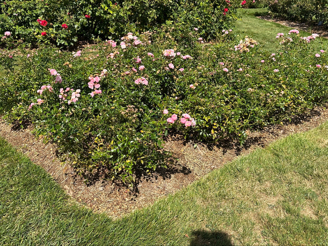 The Fairy Rose