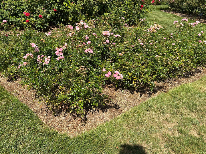 The Fairy Rose