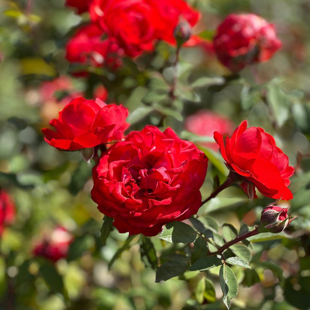 True Bloom™ True Passion® Hybrid Tea Shrub Rose