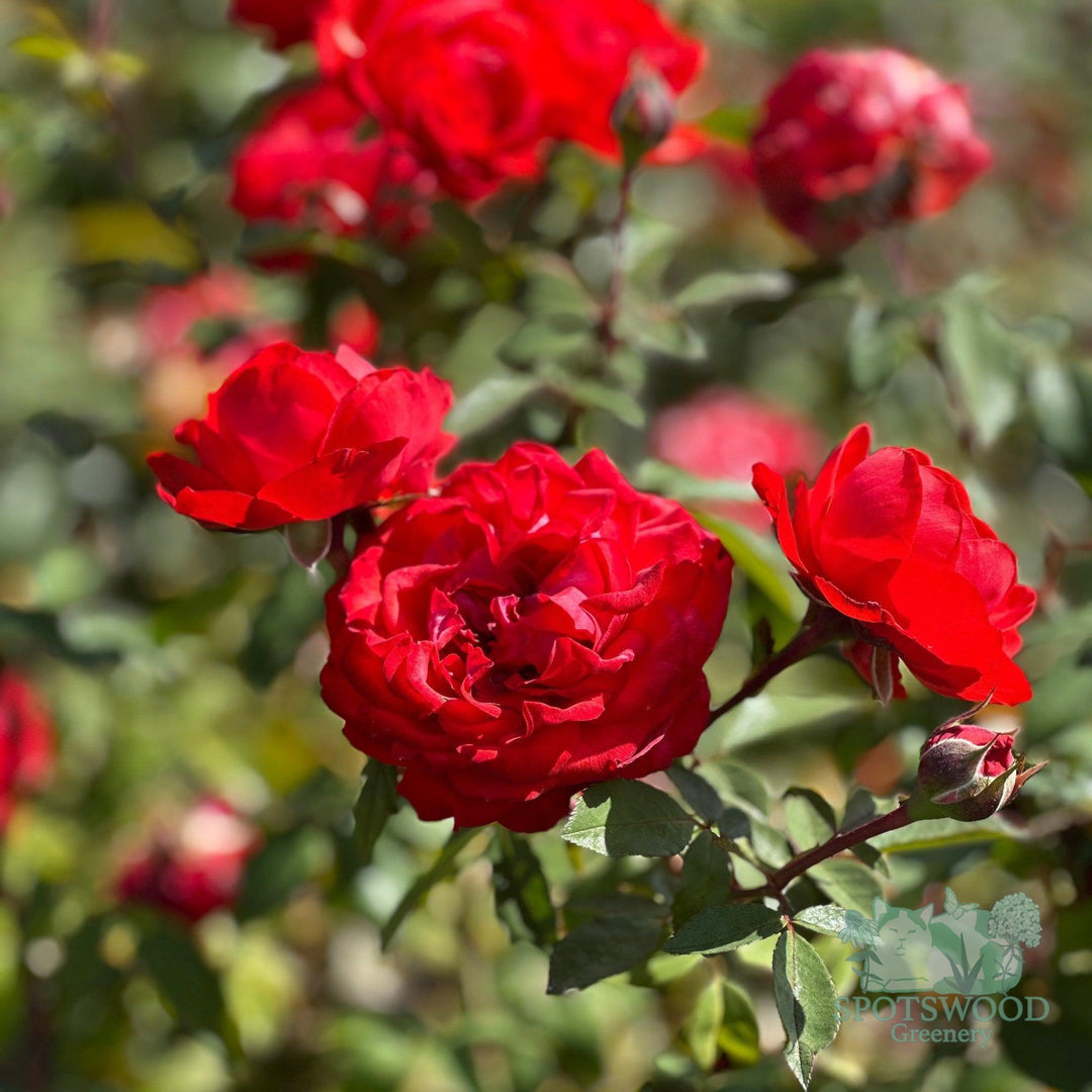 rosa-true-passion