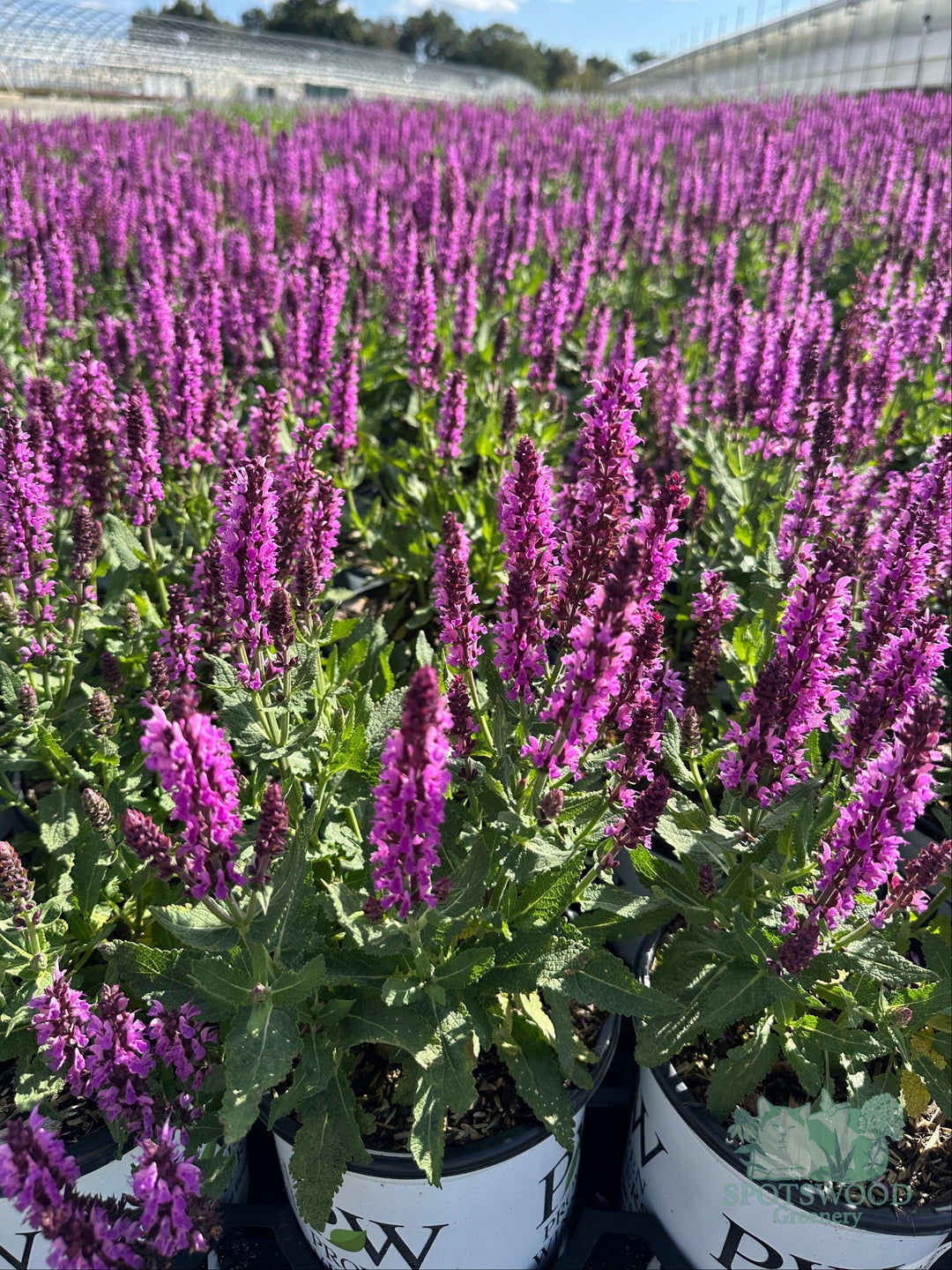 salvia-pink-profusion