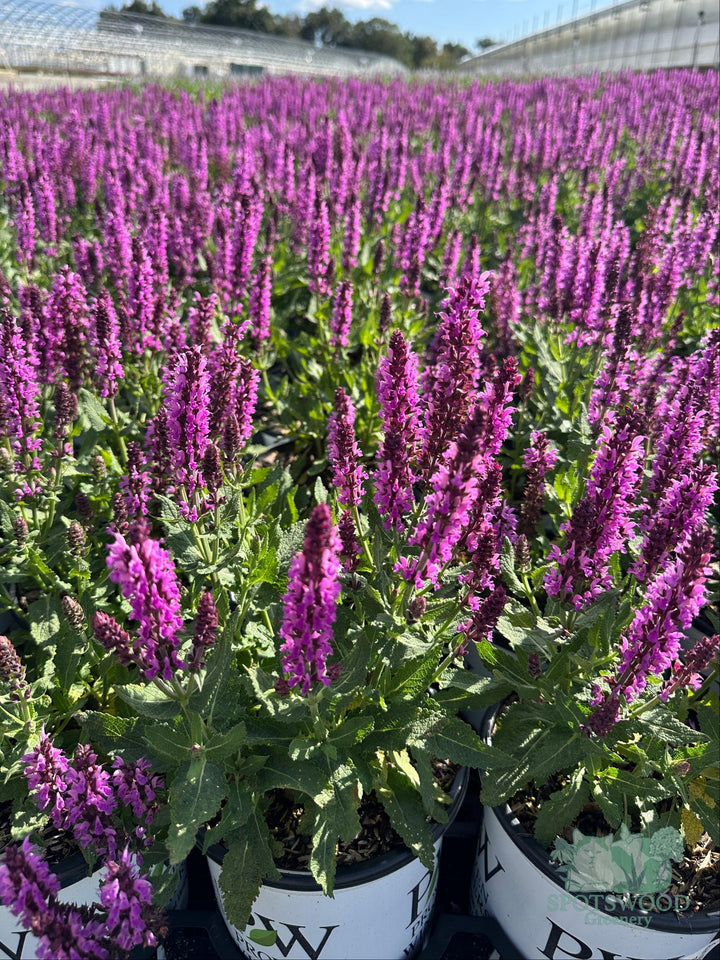 salvia-pink-profusion