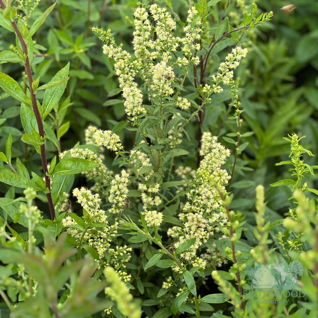 solidago-bicolor