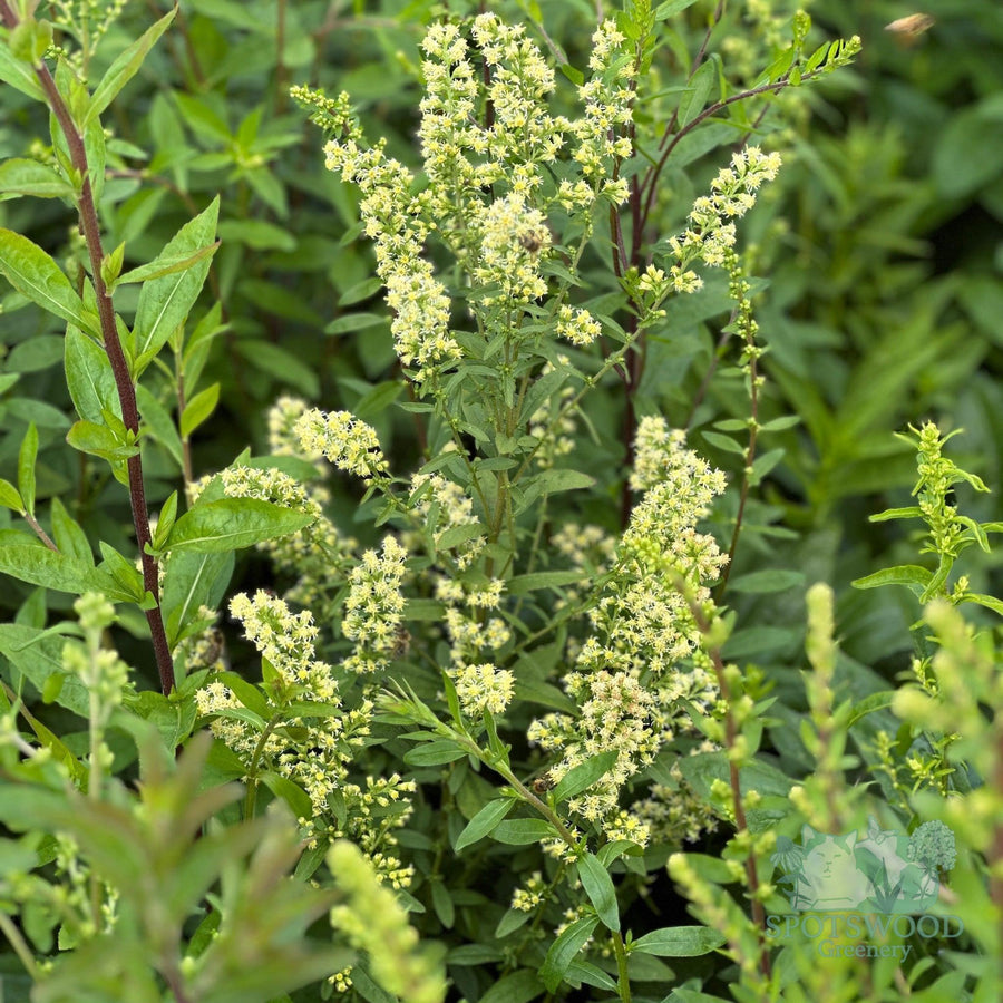 solidago-bicolor