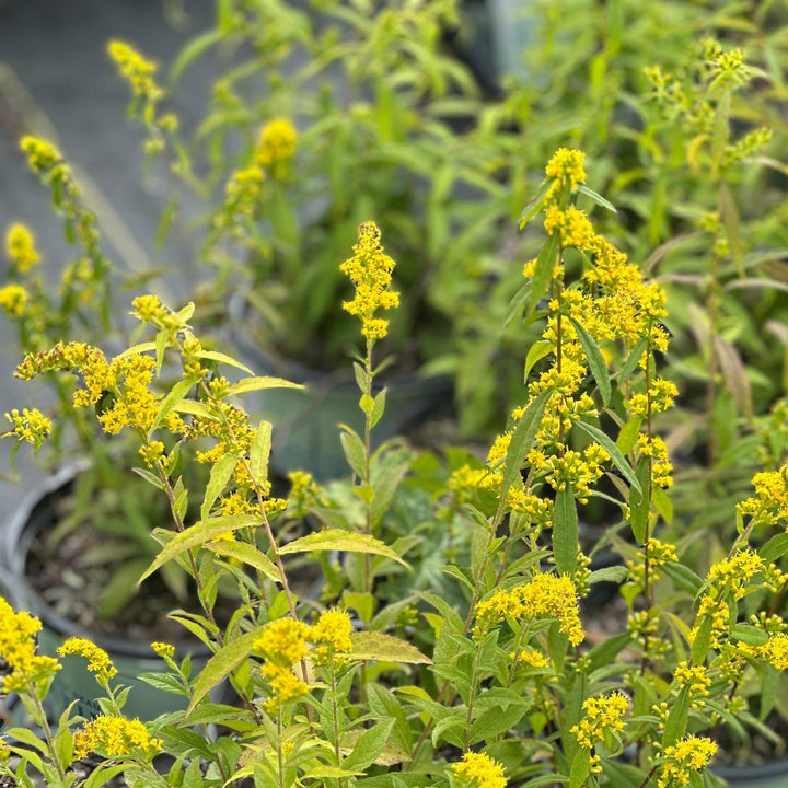 Blue Stem Goldenrod
