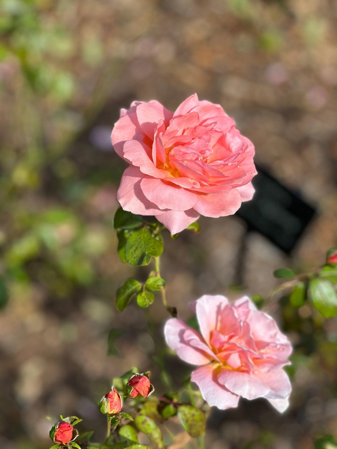 Sweet Fragrance® Rose