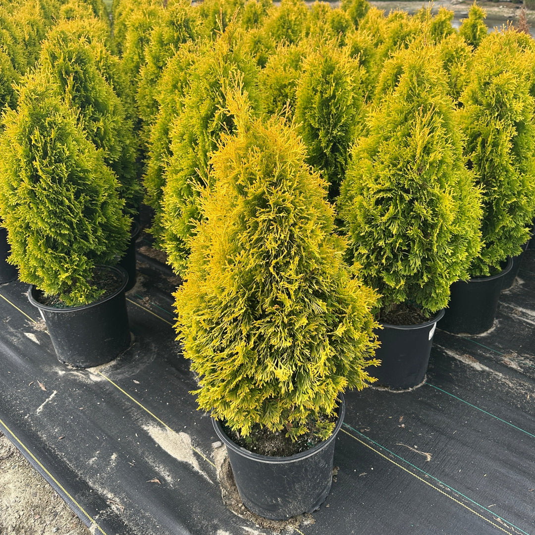 Amber Gold Arborvitae